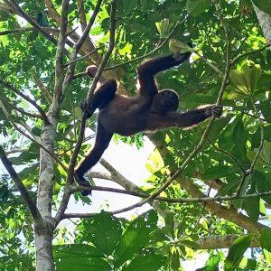 Visita Isla de los Monos